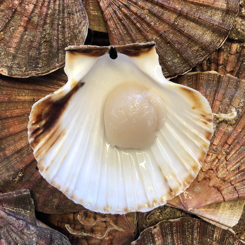 Noix de coquilles Saint-Jacques Noix de coquilles Saint-Jacques