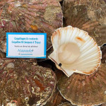 Noix de coquilles Saint-Jacques