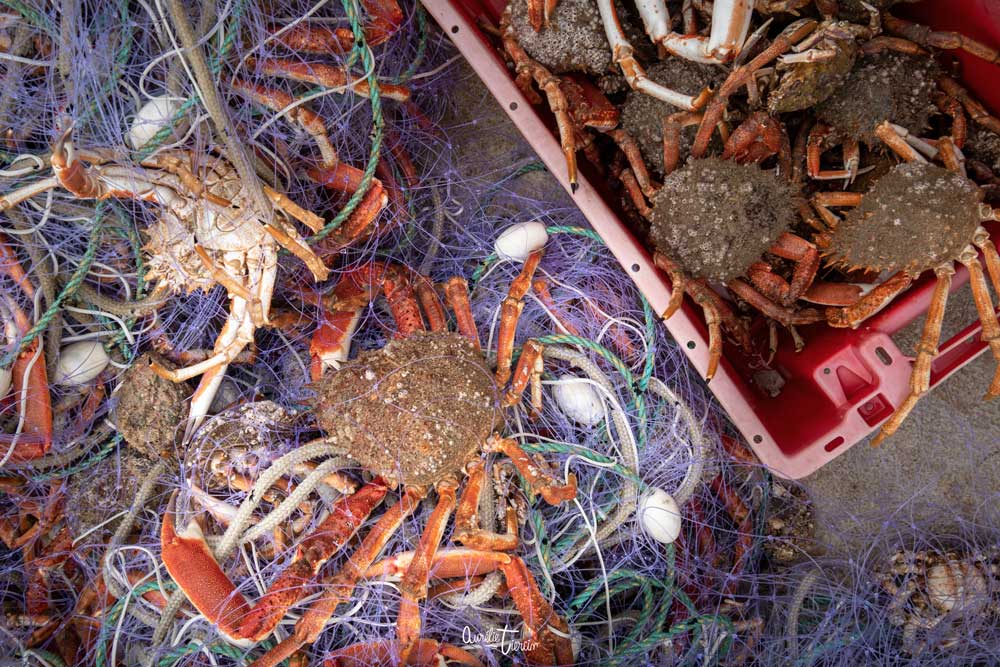 Pêche aux araignées en baie de Saint-Brieuc