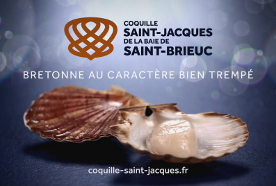 Coquille St Jacques de la Baie de St Brieuc, découvrez notre reine de la baie en vidéo